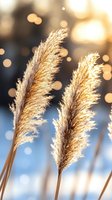 Golden pampas grass plumes backlit against blurred bokeh background with warm sunset light and soft blue tones, creating dreamy natural atmosphere.