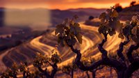 Frost-covered grapevines glow in golden sunrise light over rolling vineyard landscape, showcasing winter vitality and agricultural beauty for wine industry marketing.