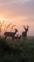 Deer family silhouettes at sunset with buck, doe and fawns in tall grass meadow during golden hour creating peaceful wildlife scene.