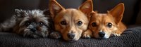 Three adorable dogs with different fur colors resting together on dark couch, close up portrait showing expressive eyes and faces in panoramic view.