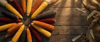 Colorful corn cobs arranged in circular pattern on rustic wooden background with burlap sack for autumn harvest thanksgiving decoration and seasonal cooking.