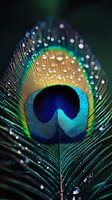 Macro shot of peacock feather with water droplets showing vibrant iridescent colors of blue, green, and gold against dark background. Natural pattern detail.