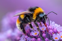 Bumblebee with distinctive yellow and black stripes collecting nectar from purple lavender flowers in close-up macro photography.