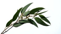 Olive branch with green leaves and small white flowers isolated on white background, suitable for culinary, botanical, and design projects.