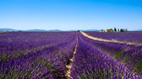 Vast lavender field in full bloom with purple flowers stretching to horizon, featuring dirt rows and distant farmhouse under clear blue sky. Agricultural landscape.