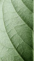 Macro close-up of overlapping green leaves showing detailed vein patterns and natural texture. Botanical nature background for organic, eco-friendly, and environmental design projects.