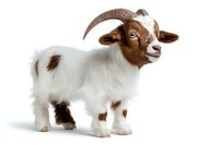 Young Boer goat kid with brown head and white body standing against white background, isolated farm animal for agricultural and livestock designs.