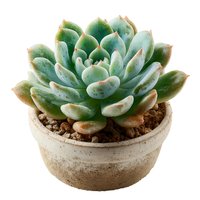 Green succulent plant in terracotta pot isolated on white background for home decor and gardening projects.