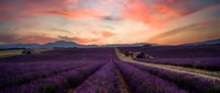 Endless rows of blooming lavender fields stretch toward distant mountains under dramatic sunset sky with pink and orange clouds creating peaceful rural landscape.