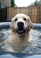 Golden retriever enjoying a refreshing swim in an outdoor pool on a sunny day, perfect for pet care, wellness, and lifestyle content.