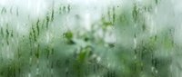 Raindrops streak down glass window with blurred green foliage and trees visible behind, creating moody atmospheric effect for weather, nature, and seasonal design projects.