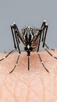 Mosquito biting human skin close-up macro shot showing detailed insect anatomy and feeding behavior for medical education and pest control awareness.