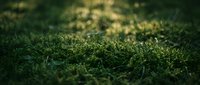 Close-up of lush green grass with soft bokeh background creating natural outdoor texture for landscaping and gardening projects.