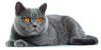 British Shorthair cat with bright orange eyes lying on white background, purebred feline pet portrait isolated for design use.