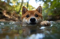 Adorable Shiba Inu dog swimming in natural water with head above surface, close-up portrait showing expressive eyes and wet fur against blurred forest background.