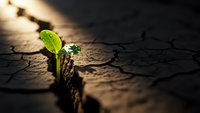 Small green plant seedling growing through crack in dry cracked earth soil symbolizing hope resilience growth new life emerging from harsh conditions.
