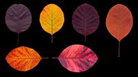 Autumn leaves collection featuring six isolated fall foliage designs in purple, gold, burgundy, coral and pink tones. Transparent background, ready for t-shirts, clipart, stickers, sublimation and print-on-demand projects.