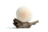Puffball mushroom with white spherical cap resting on weathered driftwood piece, isolated on white background for nature and food photography.