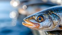Fresh caught herring fish head close up with open mouth and bright eye against blurred blue water background with bokeh light effects.