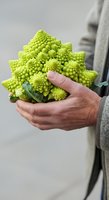 Man holding fresh romanesco broccoli with distinctive lime green fractal florets and leaves, suitable for organic produce, healthy eating, farm-to-table, and nutrition content.