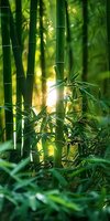 Green bamboo stalks and leaves in sunlit forest with golden bokeh light filtering through dense foliage, creating peaceful zen atmosphere for wellness designs.