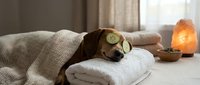 Relaxed brown dog wearing cucumber eye mask lying on white towel in spa wellness setting with salt lamp creating peaceful atmosphere for pet care.