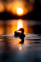 Silhouette of duck swimming in calm water at sunset, dramatic orange sun reflection creating atmospheric mood with ripples and dark background.