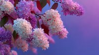 Blooming lilac flowers with delicate purple and white petals against soft gradient background for spring garden design and floral decorations.