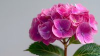 Pink hydrangea flower cluster with vibrant petals and green leaves on neutral background for floral arrangements and garden photography.