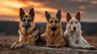 Three German Shepherd dogs sitting together on rocky terrain against dramatic sunset sky with golden and orange clouds creating warm atmospheric lighting.