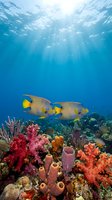 Underwater coral reef scene with yellow and blue tropical fish swimming above vibrant pink, red, and orange corals, sunlight rays filtering through blue ocean water from surface above.