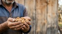 Middle-aged male farmer with weathered hands holding harvested grain or cereal crop outdoors, agricultural work and harvest season concept.