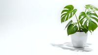 Monstera deliciosa houseplant in white ceramic pot on clean surface with natural shadows and copy space for interior design and home decor projects.