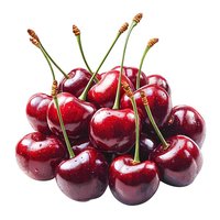 Fresh ripe dark red cherries with stems and water drops isolated on white background, group of sweet summer berries for healthy eating and design.