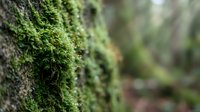Vibrant green moss growing on tree bark in natural forest environment with soft bokeh background creating peaceful organic texture.