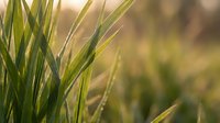Close-up of fresh green grass blades with soft golden sunlight filtering through, creating a warm, natural bokeh background ideal for nature and environmental concepts.