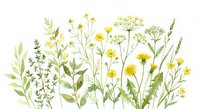 Watercolor wildflower meadow with yellow blooms and green stems on white background, botanical illustration for spring and summer nature designs.