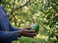 Farmer holding fresh avocado in orchard with green foliage background, harvesting ripe fruit for agricultural production and organic farming operations.