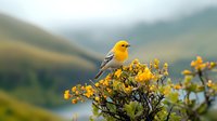 Yellow songbird perched on blooming yellow wildflowers against blurred mountain landscape background, vibrant nature scene capturing spring wildlife.