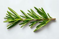 Fresh rosemary sprig with aromatic green needles isolated on white background for cooking, culinary, and herb design projects.