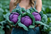 Fresh purple cabbage heads with vibrant green leaves held in gardener's hands against blurred garden background, showcasing organic farm produce.