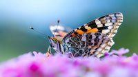 Painted Lady butterfly perched on vibrant pink flowers against blurred natural background, macro photography captures intricate wing patterns and delicate antennae.