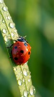 Red ladybug with black spots on green leaf covered with morning dew drops in natural garden setting for spring and summer nature concepts.