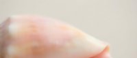 Soft focus macro shot of a delicate seashell with pale pink and cream tones, suitable for wellness, spa, and coastal design projects.