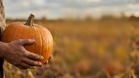 Farmer holding ripe orange pumpkin in hands against blurred autumn harvest field background. Seasonal agricultural produce.