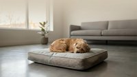Fluffy golden dog resting peacefully on a cozy pet bed in a modern minimalist living room with natural light.