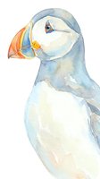 Watercolor illustration of a puffin with blue-gray plumage, white chest, and distinctive colorful orange and yellow beak, suitable for wildlife art, children's books, and nature-themed designs.