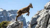 Wild mountain goat leaping between rocky cliffs in alpine landscape with snow-capped peaks. Agile wildlife demonstrating natural climbing abilities in rugged terrain.