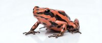 Orange and black poison dart frog isolated on white background, suitable for educational materials, wildlife design projects, and nature-themed publications.