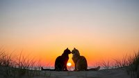 Romantic couple silhouette kissing at sunset on beach with golden sky and grass dunes creating intimate moment for wedding and love concepts.